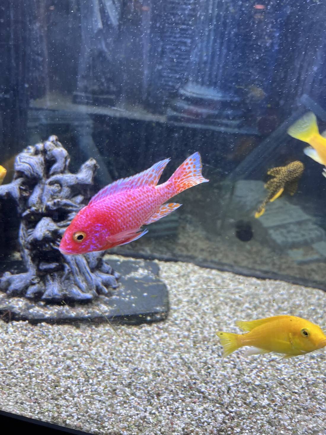Tropical cichlids in the Blue Sea aquarium