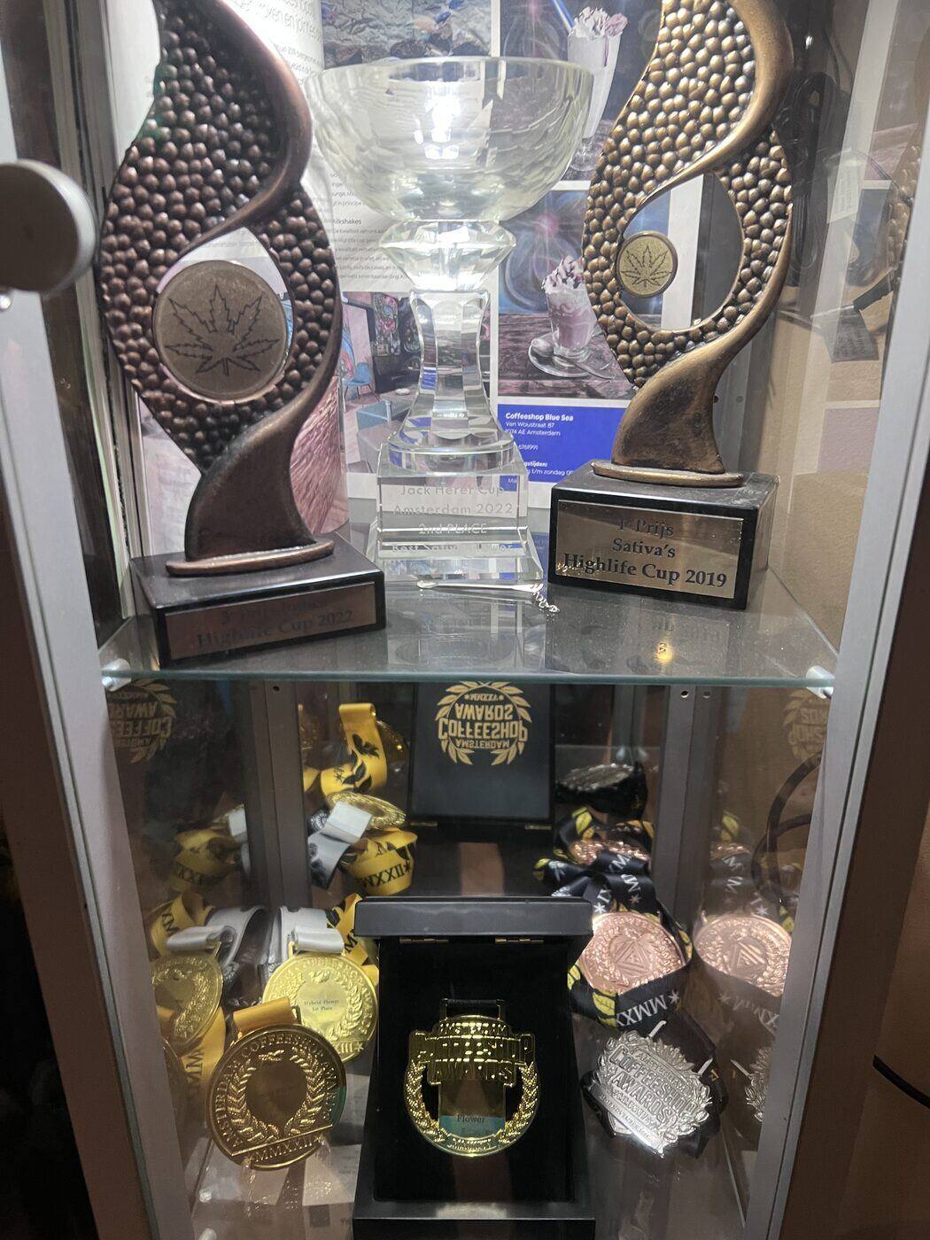 Trophy cabinet with Cannabis Cup awards and medals won by Blue Sea since 2019